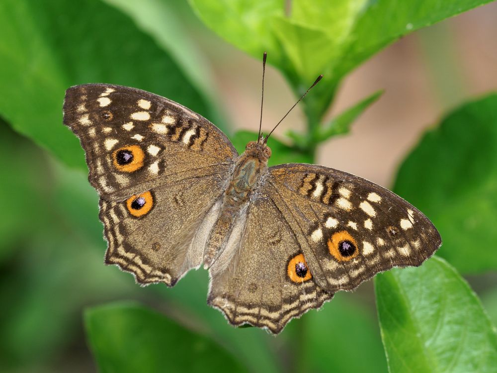 Lemon Pansy