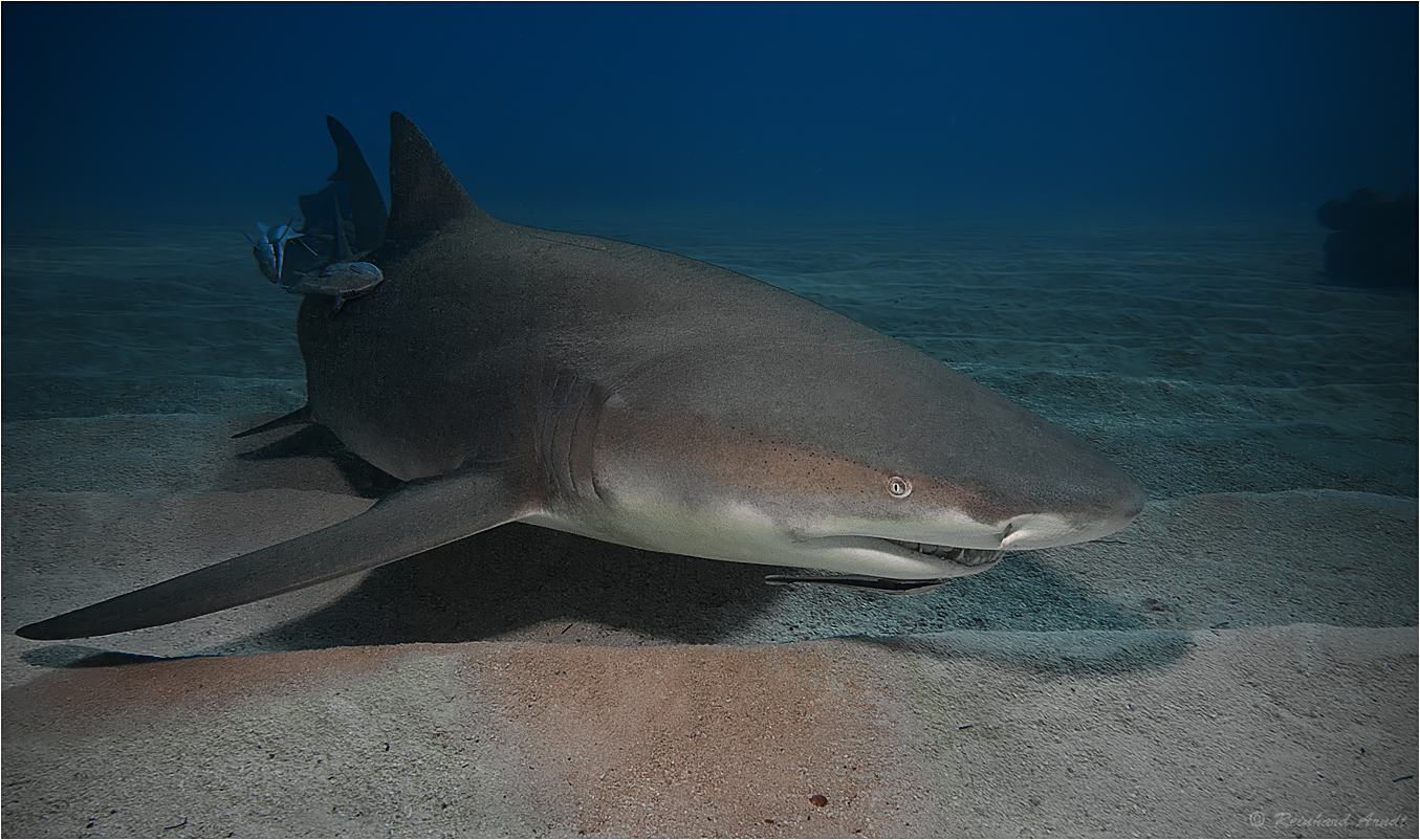 lemon shark