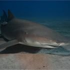 lemon shark