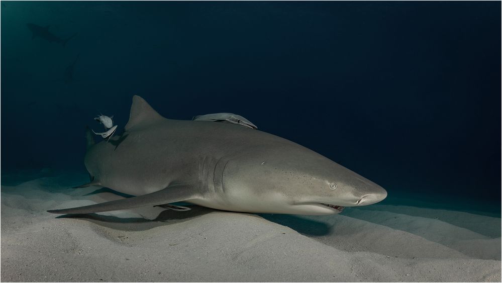 Lemon Shark