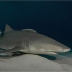 Lemon Shark