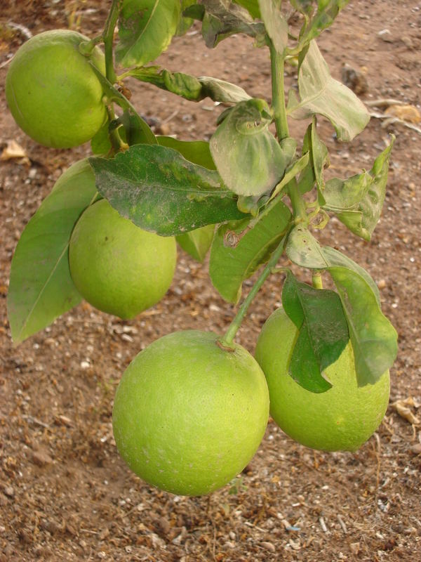 Lemon Tree