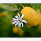 Lemon tree