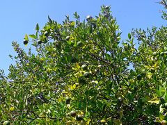 lemon tree