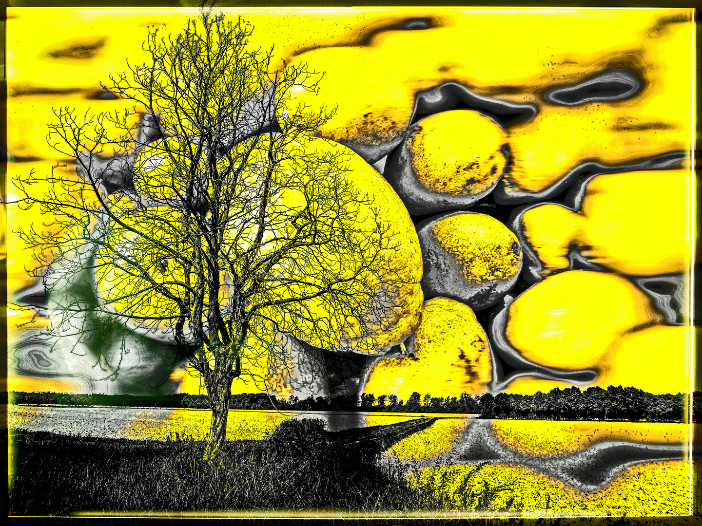 LEMON TREE........