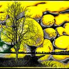 LEMON TREE........