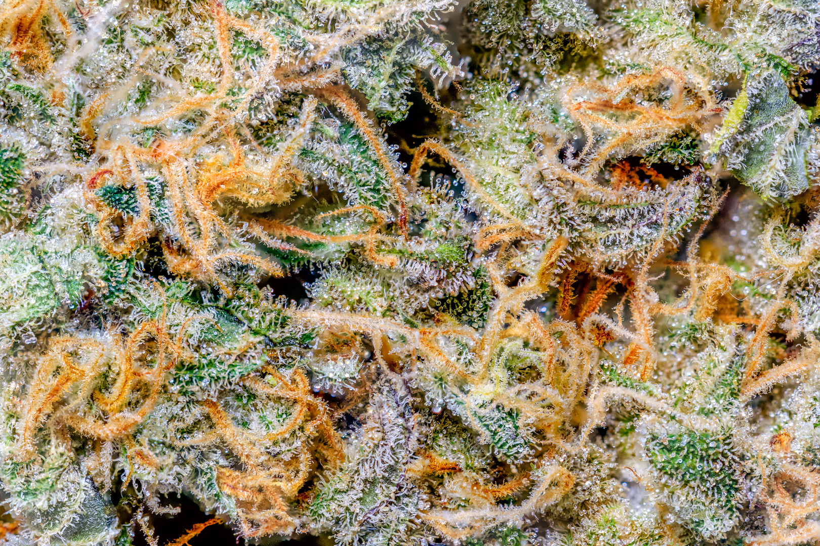 Lemon Venom CloseUp