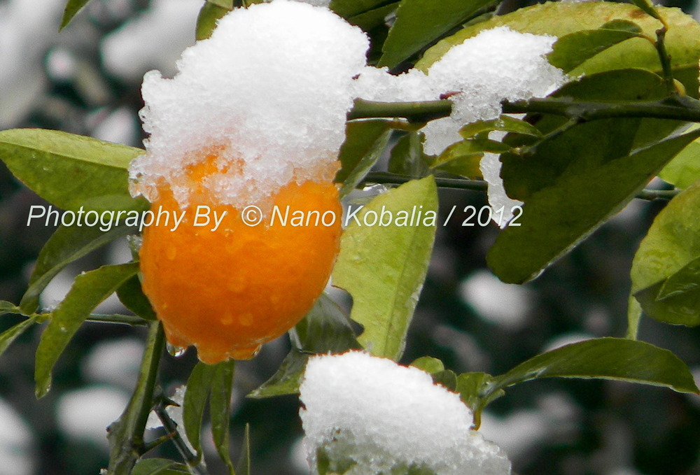 Lemon with snow