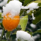 Lemon with snow