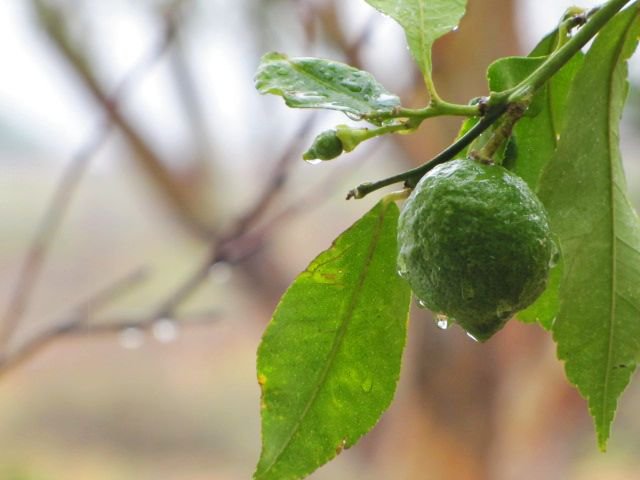 Lemoni im regen