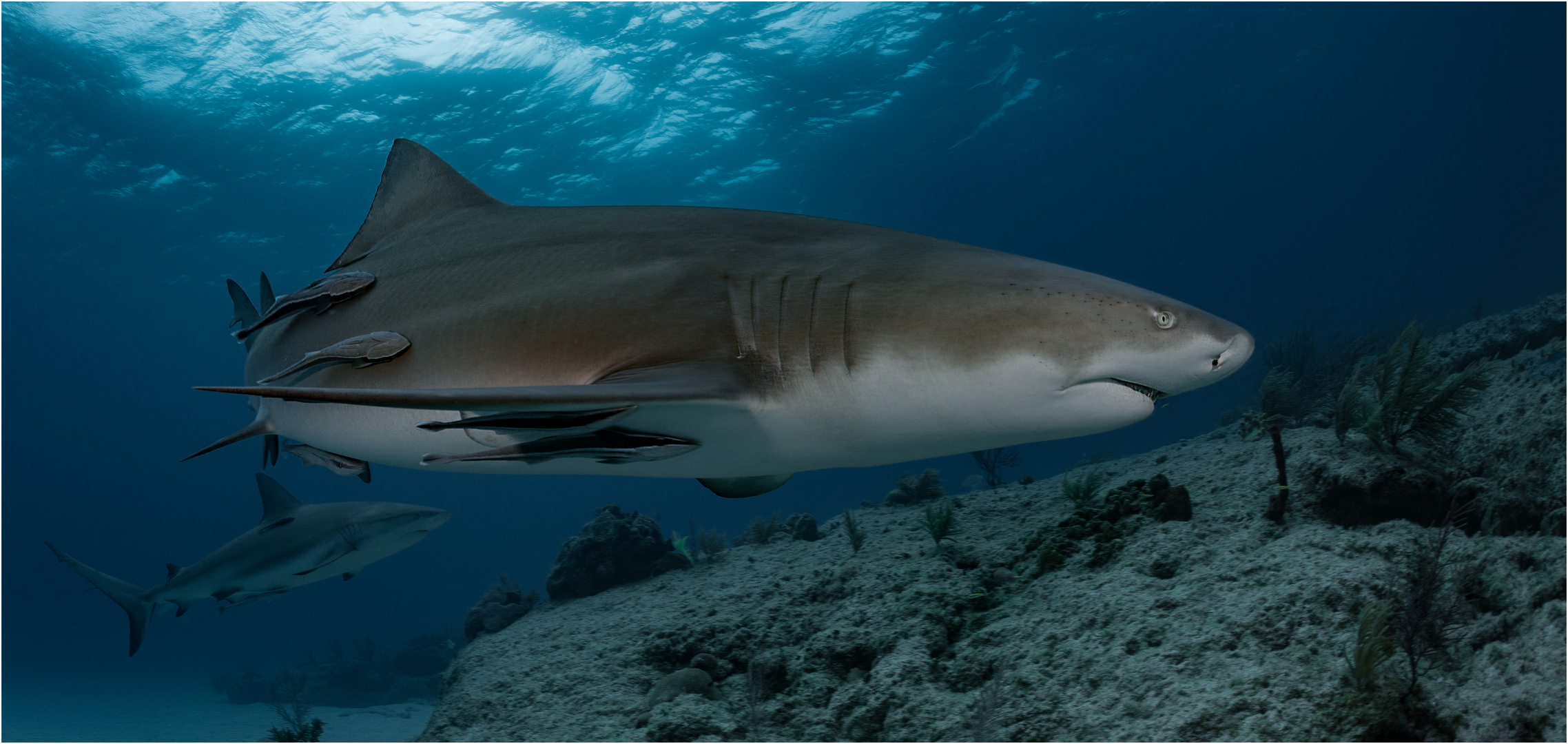 Lemonshark and Friends Foto & Bild fotos, world, natur Bilder auf