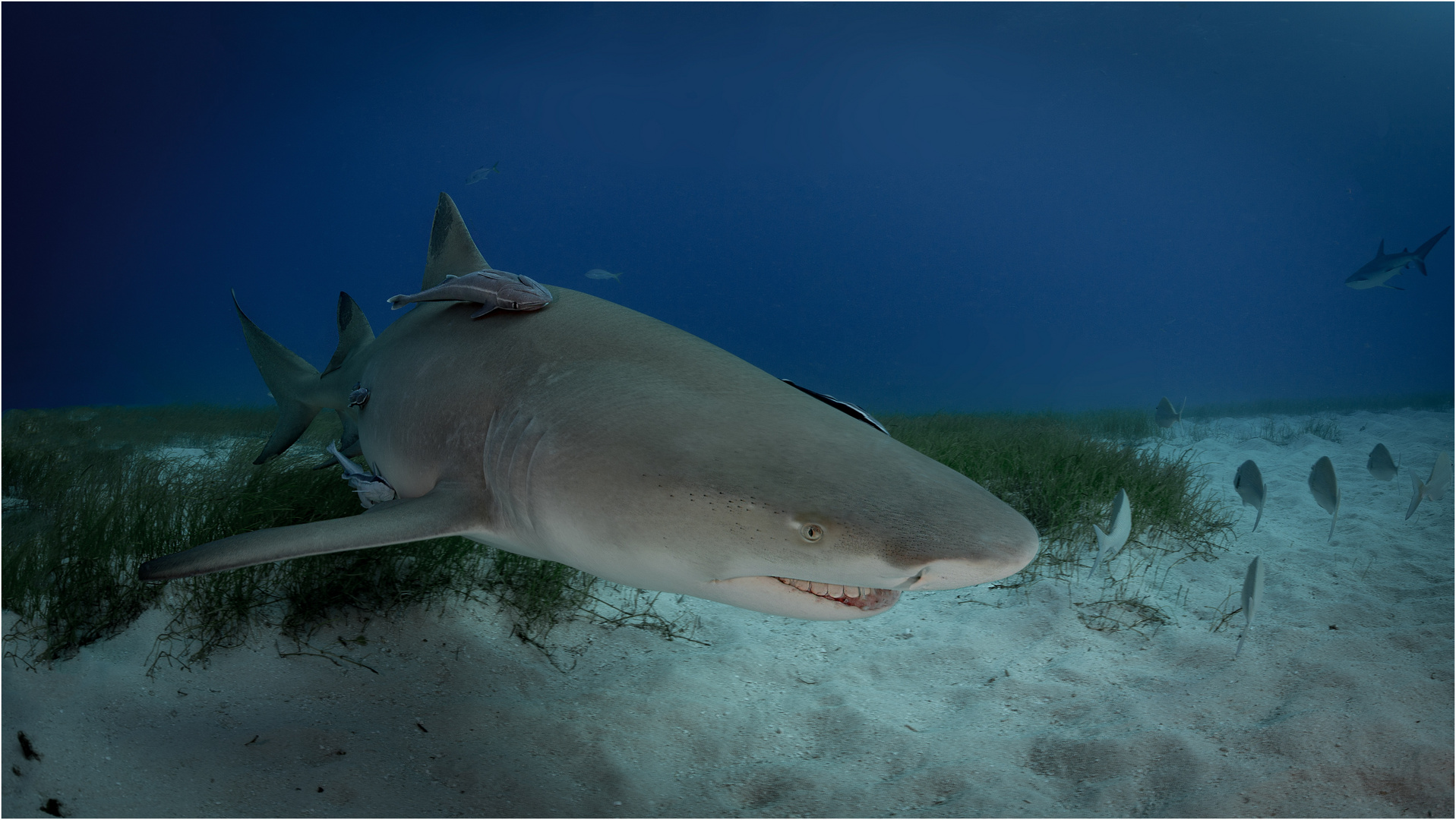 Lemonshark Foto & Bild photography, world, wasser Bilder auf