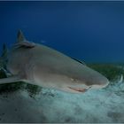 Lemonshark