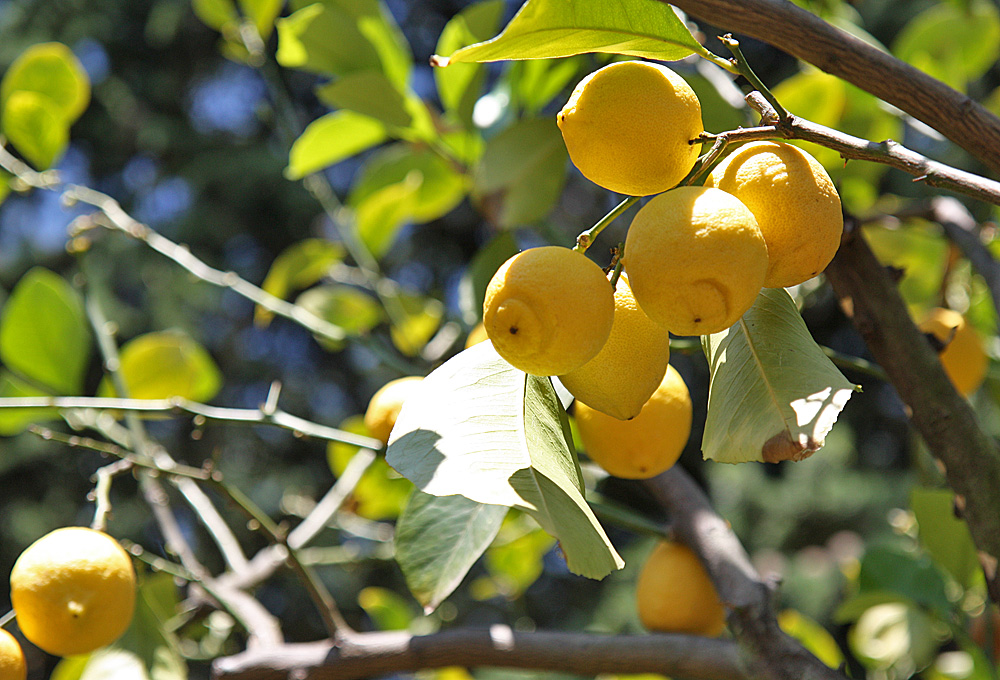 Lemontree