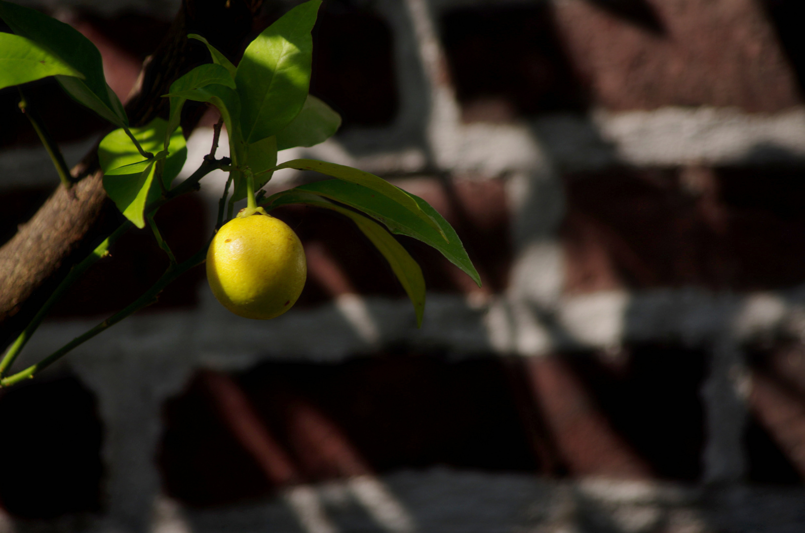 Lemontree