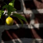 Lemontree