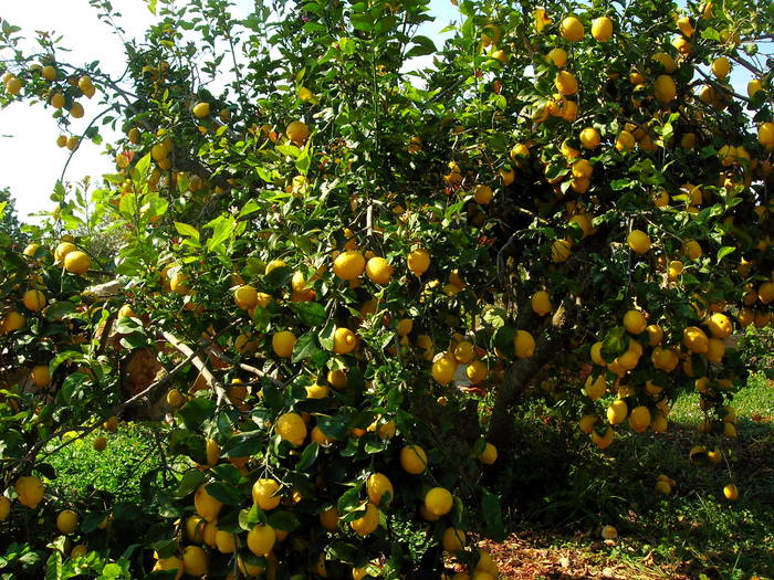 lemontree