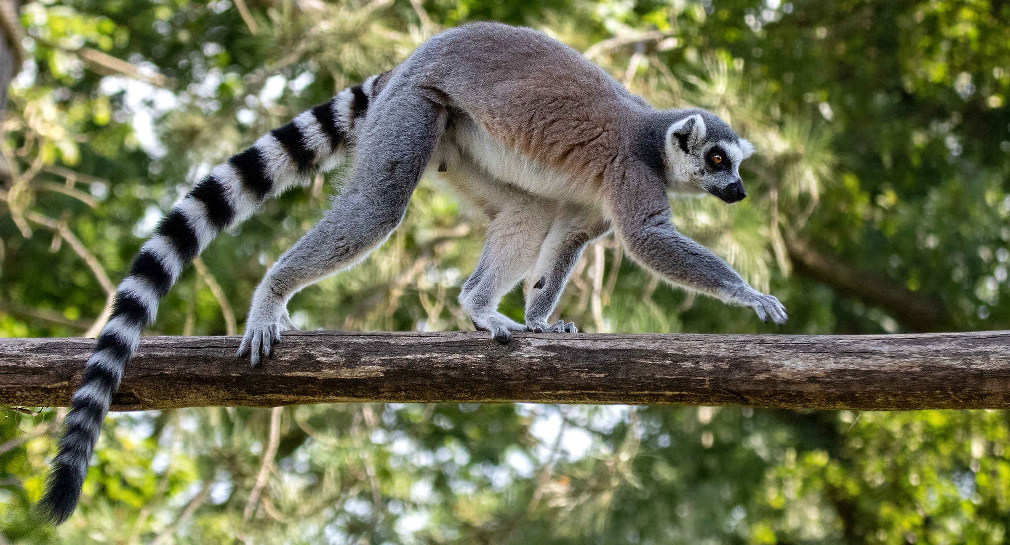 Lemur 001