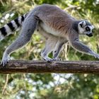 Lemur 001