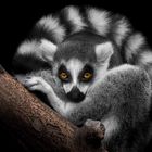 lemur