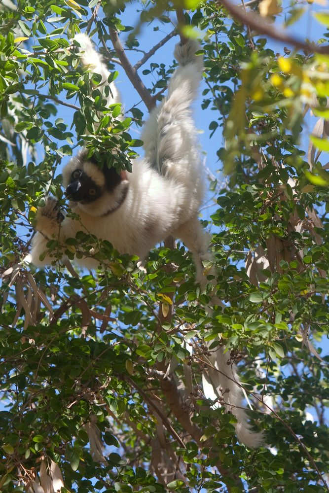 *Lemur 2*