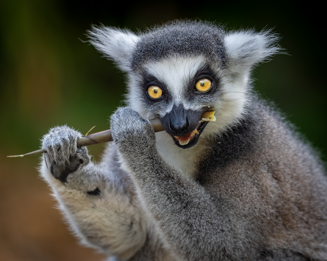 Lemur