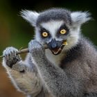 Lemur