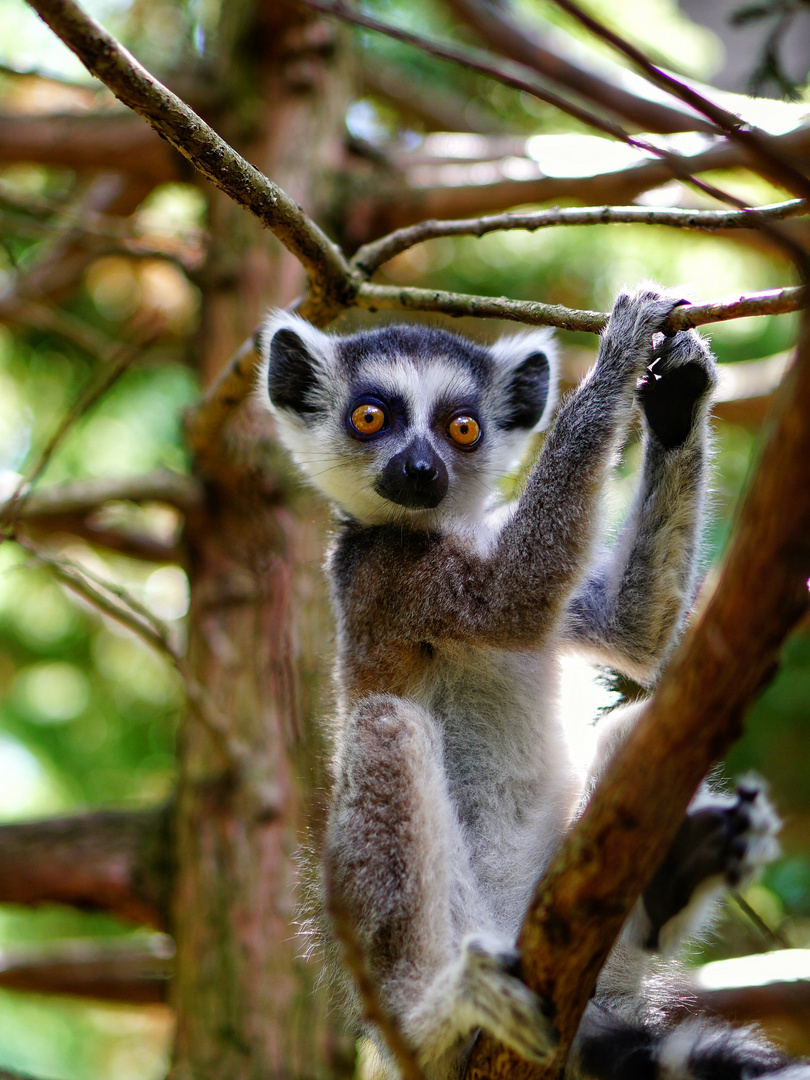 Lemur 