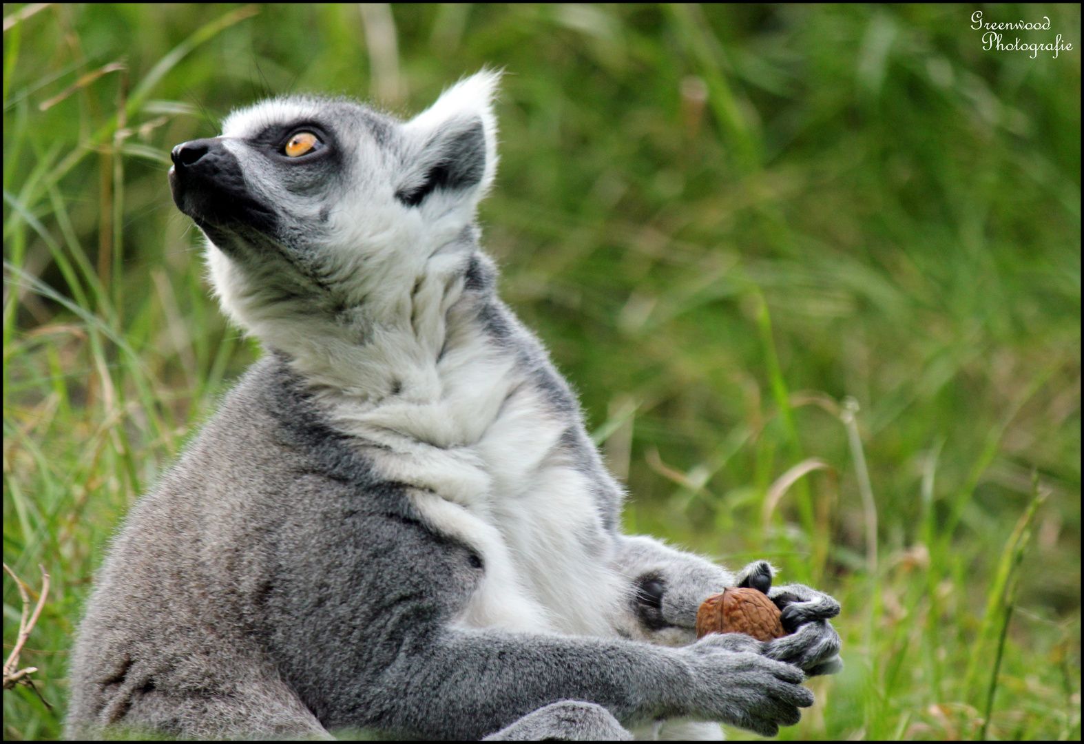 Lemur