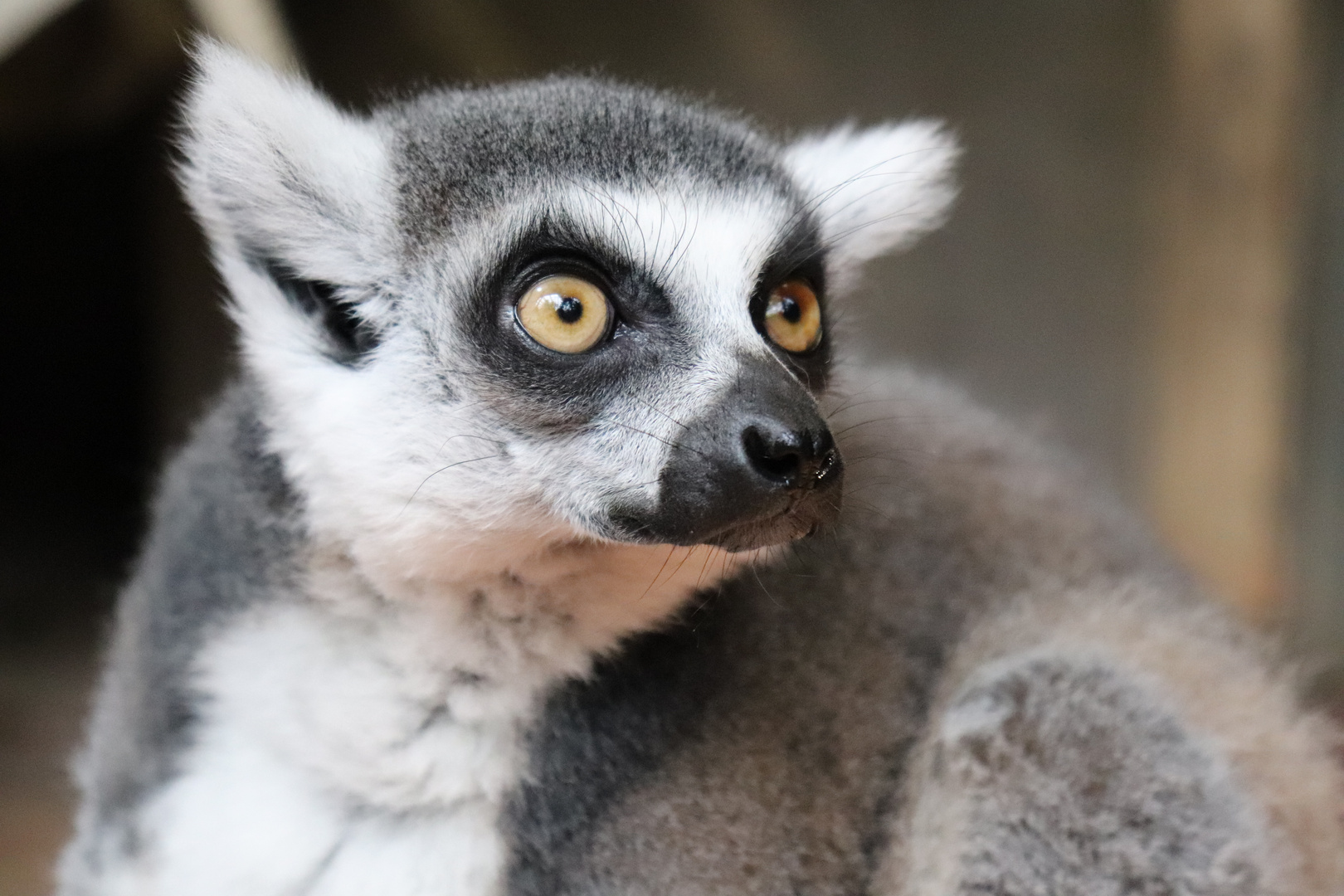 Lemur Foto & Bild | natur, zoo, tiere Bilder auf fotocommunity