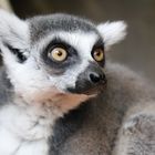 Lemur