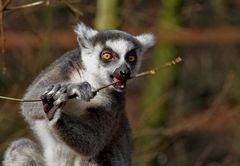 Lemur