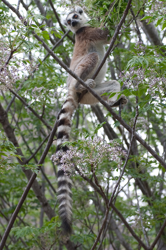 *Lemur 4*