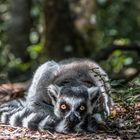 Lemur