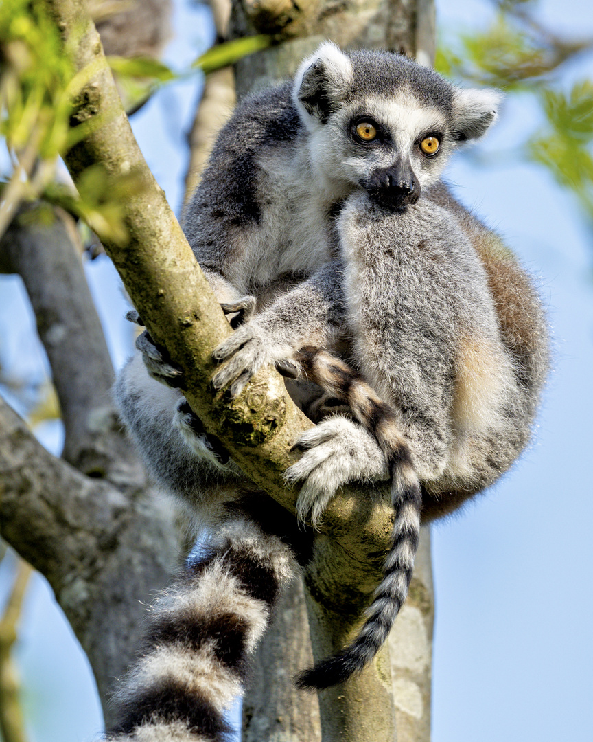 Lemur