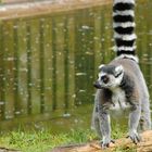 lemur