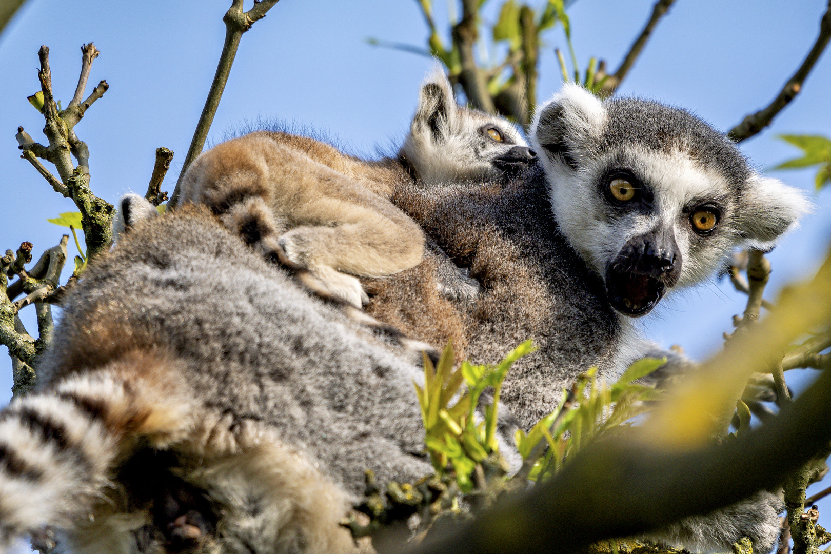 Lemur