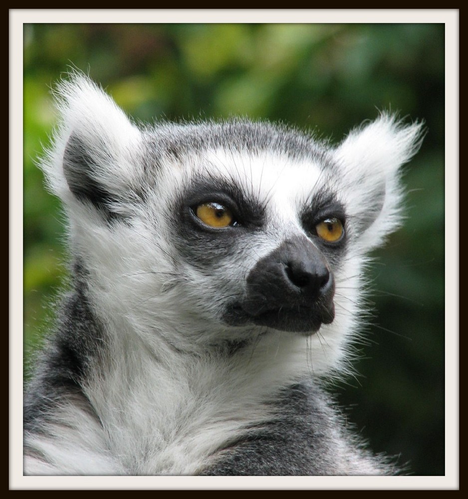 Lemur