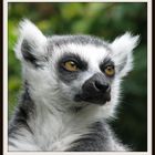 Lemur