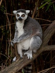 Lemur