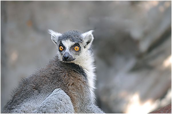 Lemur