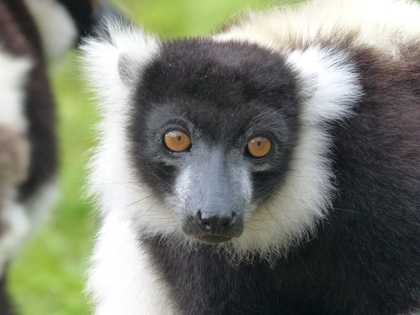 Lemur