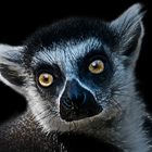 Lemur