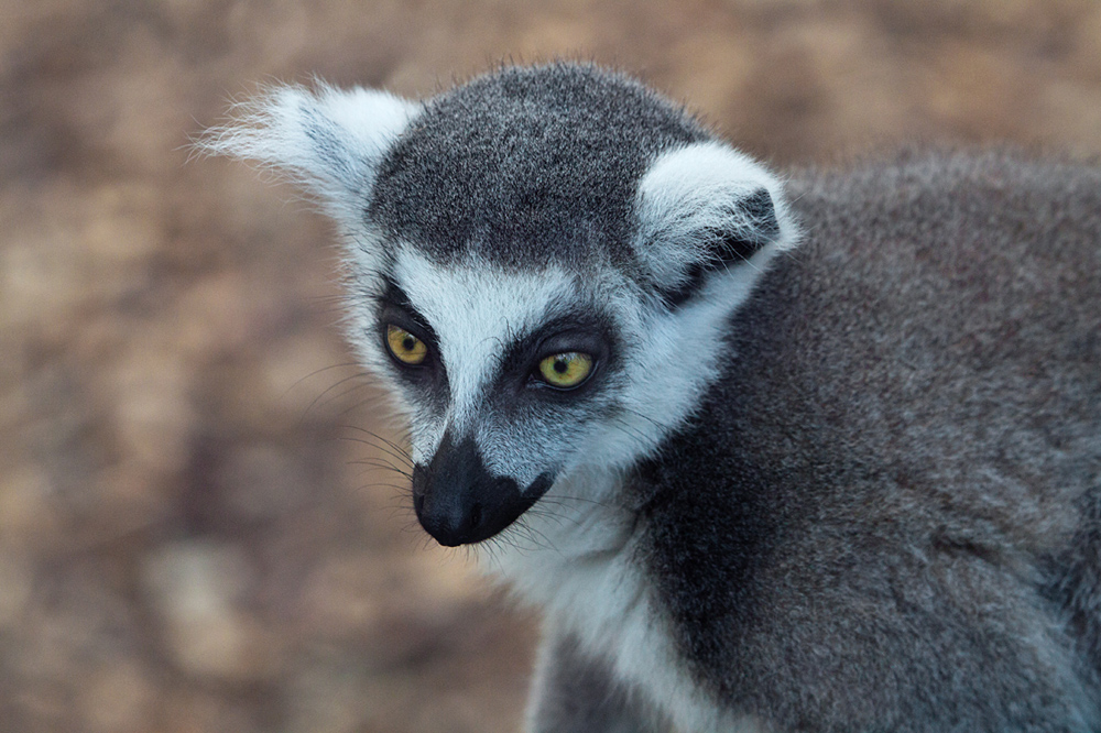 Lemur