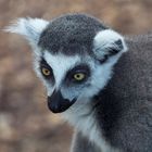 Lemur