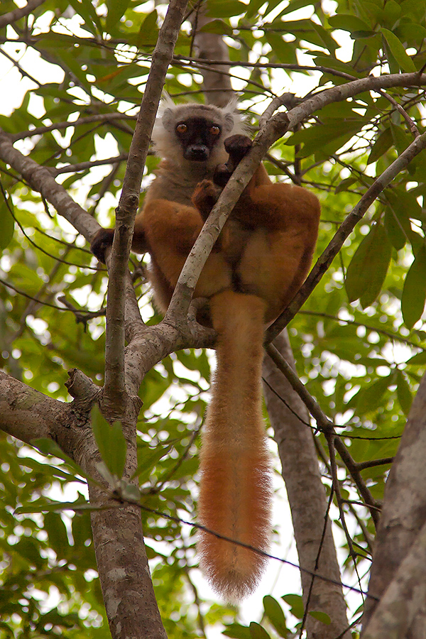 Lemur