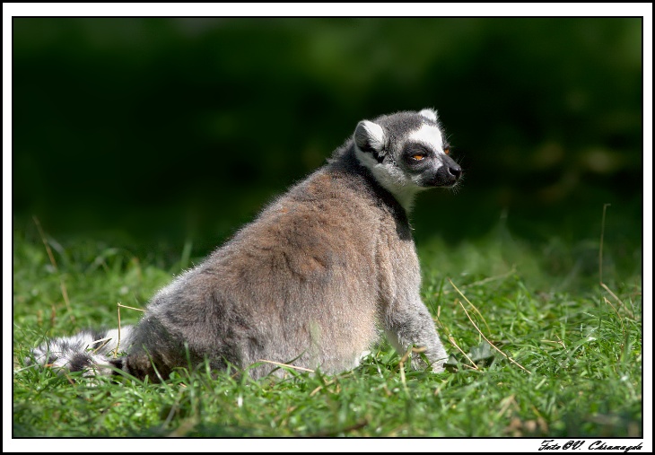 Lemur