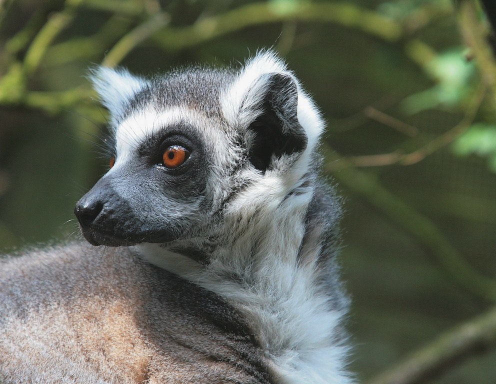 lemur