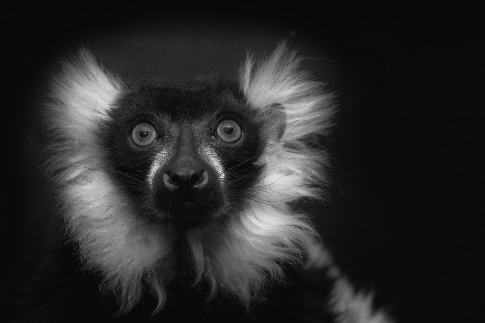 Lemur