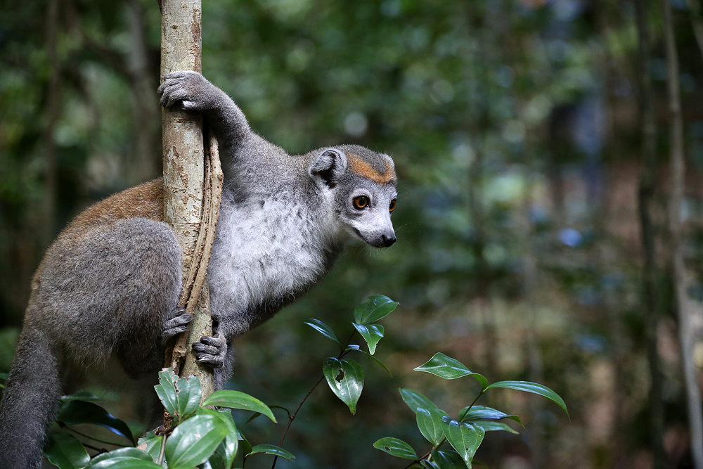 Lemur